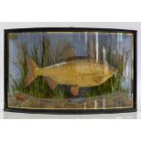 Taxidermy, Carp by J Cooper and sons, in a bow front case, 29cm high x 48.5cm wide x 17cm deep