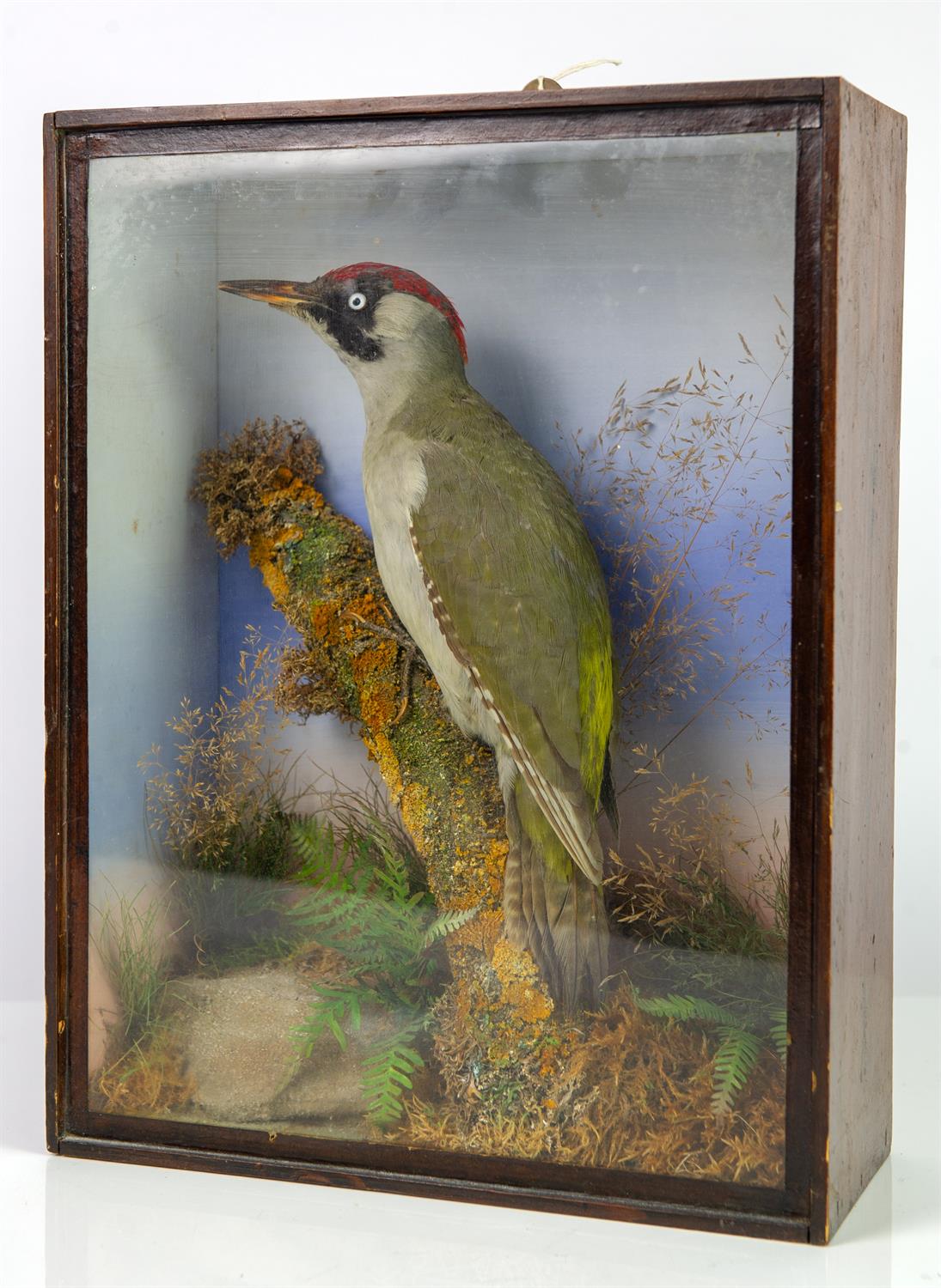 Taxidermy, Green woodpecker, cased, 38.5cm high x 29.5cm wide x 12.5cm deep - Bild 3 aus 3