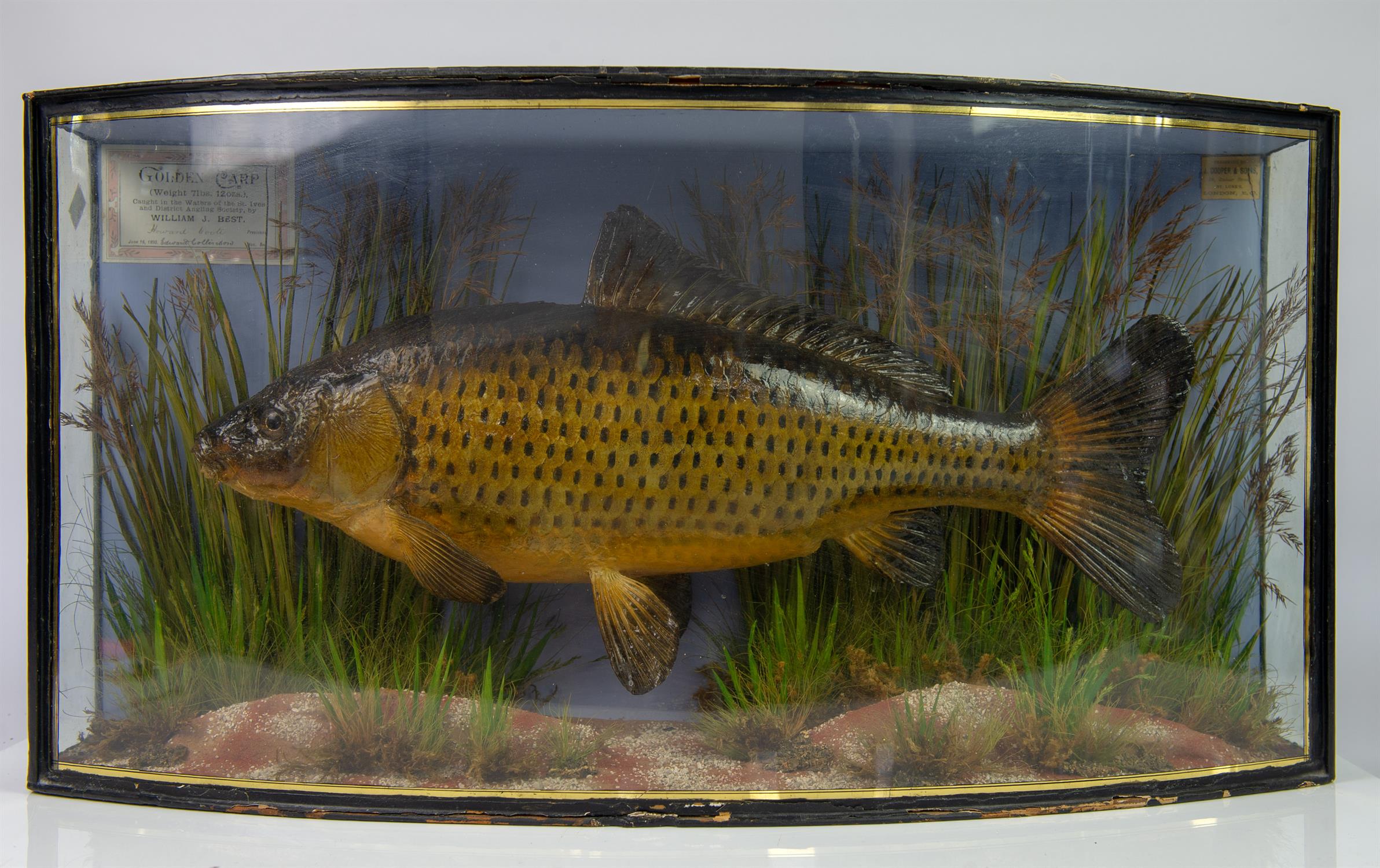 Taxidermy, Golden Carp by J Cooper and Sons, labels and titling to front, (weight 7lbs,