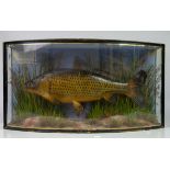 Taxidermy, Golden Carp by J Cooper and Sons, labels and titling to front, (weight 7lbs,