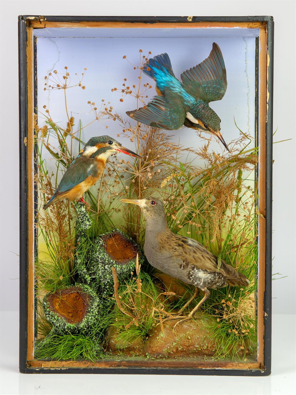 Taxidermy, Kingfishers, in case, lacking glass, 46cm high x 33cm wide x 12.5cm deep