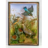 Taxidermy, Kingfishers, in case, lacking glass, 46cm high x 33cm wide x 12.5cm deep