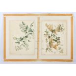 Kate Rogers (British, 1861-1942), pair of botanical studies, watercolour, 28 x 38cm each. (2)
