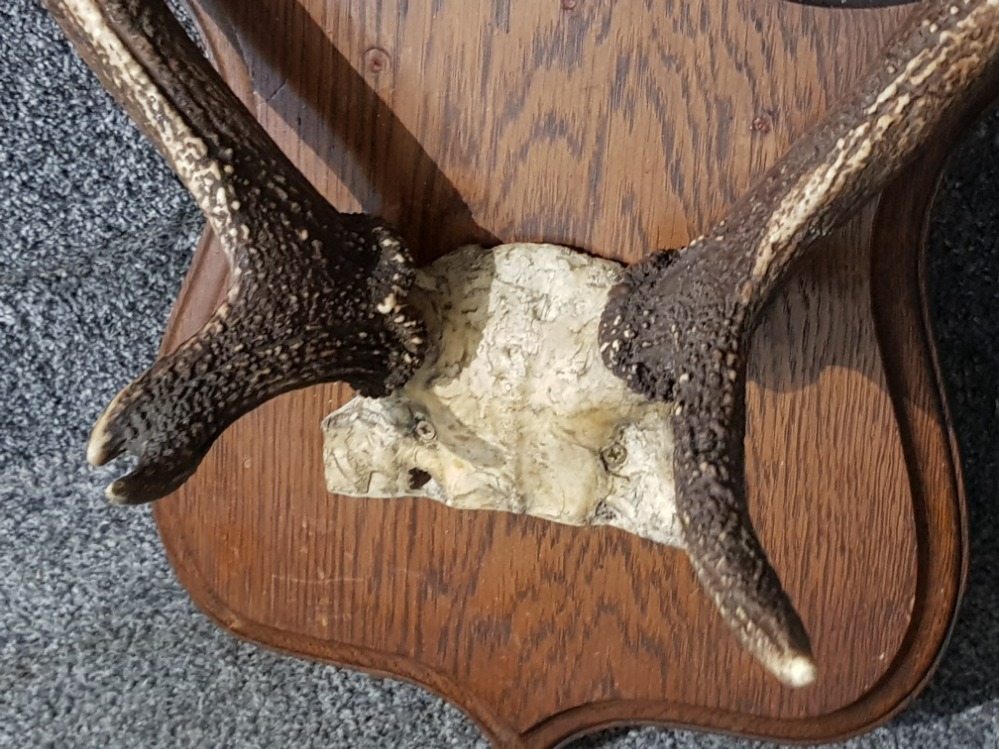 Wall hanging Pair of mounted Stag antlers on skull, mounted on a solid oak shield crested base - Image 2 of 2