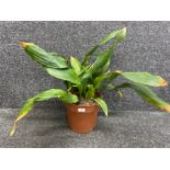 Large Aspidistra plant