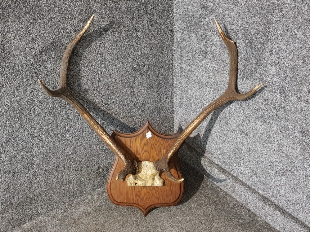 Wall hanging Pair of mounted Stag antlers on skull, mounted on a solid oak shield crested base