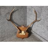 Wall hanging Pair of mounted Stag antlers on skull, mounted on a solid oak shield crested base