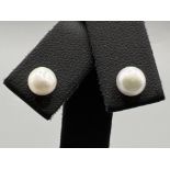 Brand new ex display silver cultured Pearl stud earrings