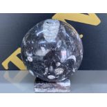 Orthoceras black fossil 370 million years marble 4” ball on stand