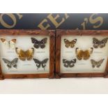 2x wooden framed taxidermy butterflies wall displays, each containing 5x specimens including