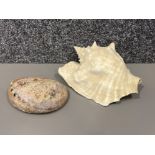 2 various Seashells