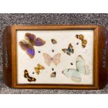 Vintage Inlaid Mahogany framed butterfly tray - contains 9 different butterflies & 6 Beetles