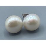 Pair of freshwater Pearl stud earrings on silver posts