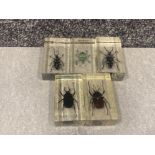 Lot of 5 taxidermy insects including Blue weevil and white spotted longicorn beetle