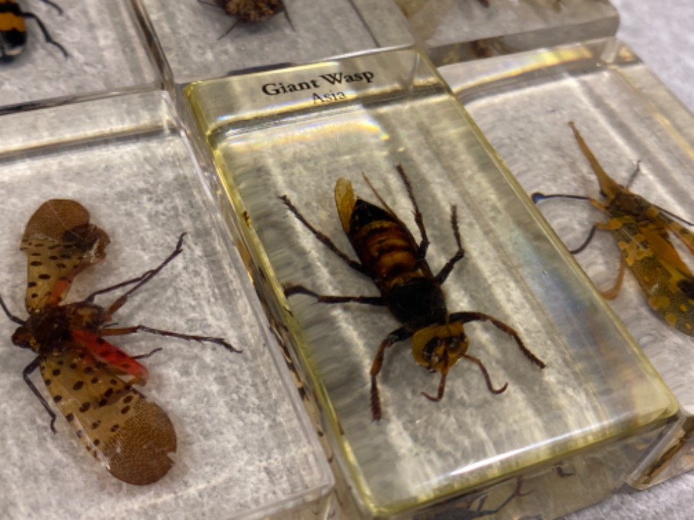 Total of 6 taxidermy Flying insects including the Fulgirid Planthopper, giant wasp & blister beetle - Bild 2 aus 2