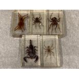 Set of 5 taxidermy insects includes Tanzanian red clawed scorpion & 4 spiders