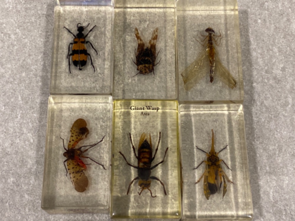 Total of 6 taxidermy Flying insects including the Fulgirid Planthopper, giant wasp & blister beetle