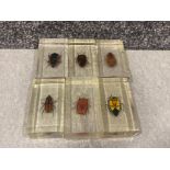 Lot of 6 taxidermy insects inclides pachnoda sinuate
