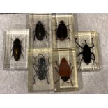 6x taxidermy insect displays including Hydrophilus diving beetle, Rhionostomus Barbirostris etc