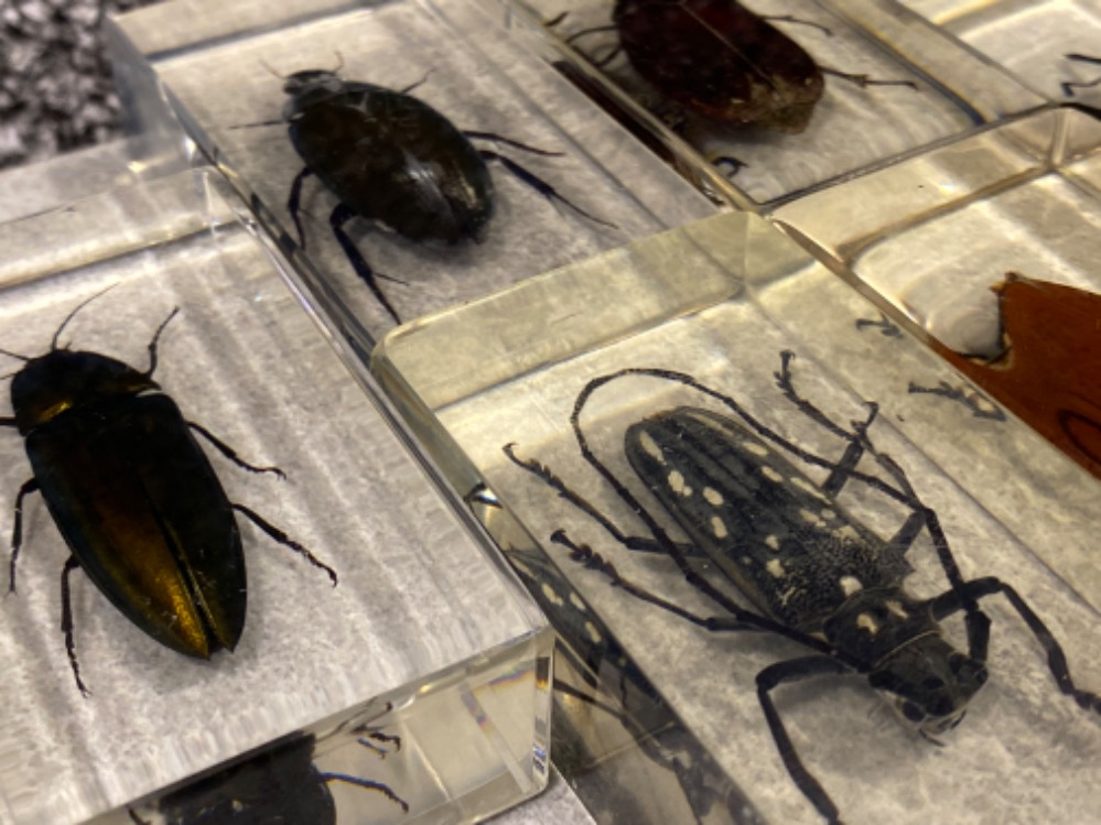 6x taxidermy insect displays including Hydrophilus diving beetle, Rhionostomus Barbirostris etc - Bild 2 aus 2