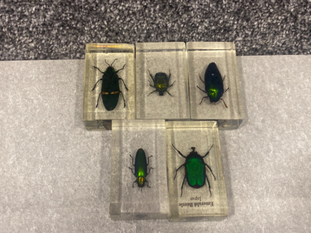 Lot of 5 taxidermy insects including Protaetia Cuprea and Jewel Beatle