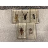Lot of 5 taxidermy insects including American cockroach and grasshopper