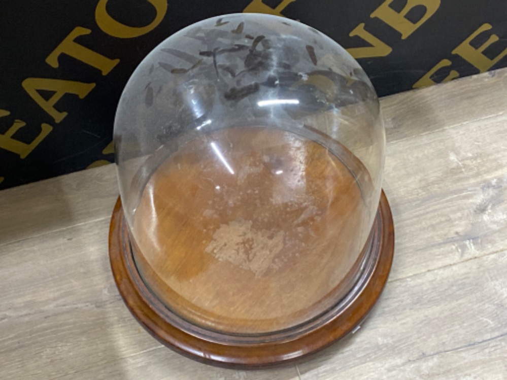 Large Victorian glass dome display stand 36cm x 35cms - Image 2 of 2