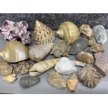 Good and varied box of exotic seashells and some mineral samples and fossils