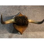 A wall hanging buffalo horn display on wooden shield