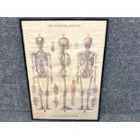 Framed Vintage medical/science school poster - The Skeletal System - 51x71cm