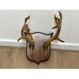 Pair of Deer antlers mounted on a shield shaped wooden wall plaque