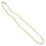A cultured pearl single-strand necklace.