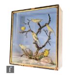 A Victorian taxidermy study of six yellow canaries perched on a bough with rocks to the