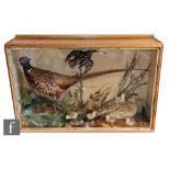 An early 20th Century pine cased and glazed taxidermy study of a snipe and a group of pheasants,