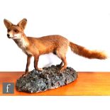 A taxidermy study of an intelligent fox in standing pose with front leg raised, on rocky composite