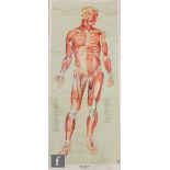 A mid 20th Century German linen backed anatomical medical poster of the human muscle system,