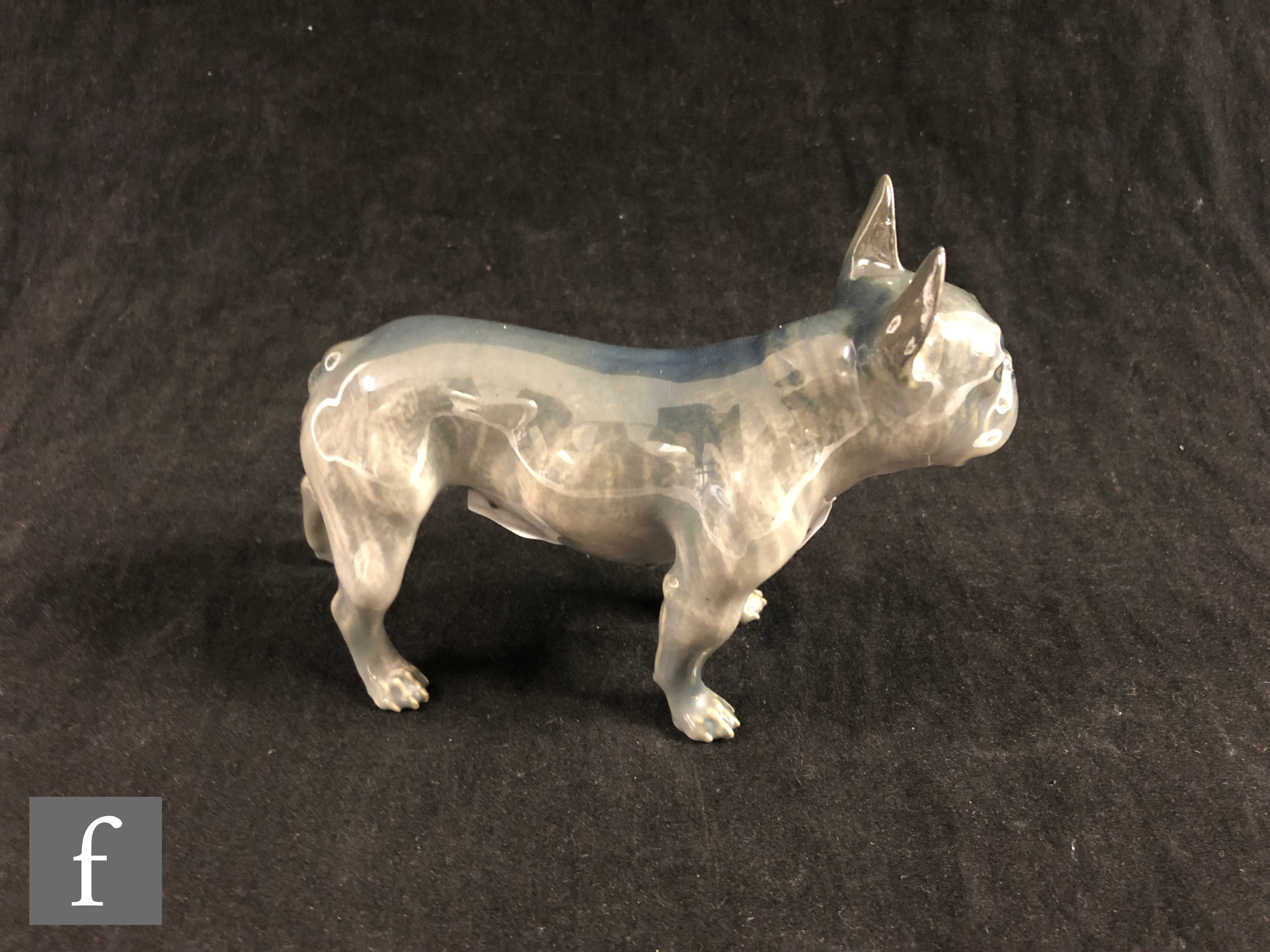 A Royal Copenhagen study of a standing French Bulldog, numbered 163 3128 to base, length 16cm. - Image 3 of 5