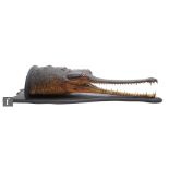 A late 19th to early 20th Century taxidermy head study of gharial or gavial crocodile (Gavialis