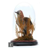A 19th Century taxidermy study of a Jay in dome glass case on ebonised oval base, height 43cm.