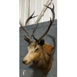 A 20th Century taxidermy study of a stag, twin eight pointed antlers, on oak shield plinth, height