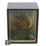 A late 19th to early 20th Century cased taxidermy study of a red squirrel in a naturalistic setting,