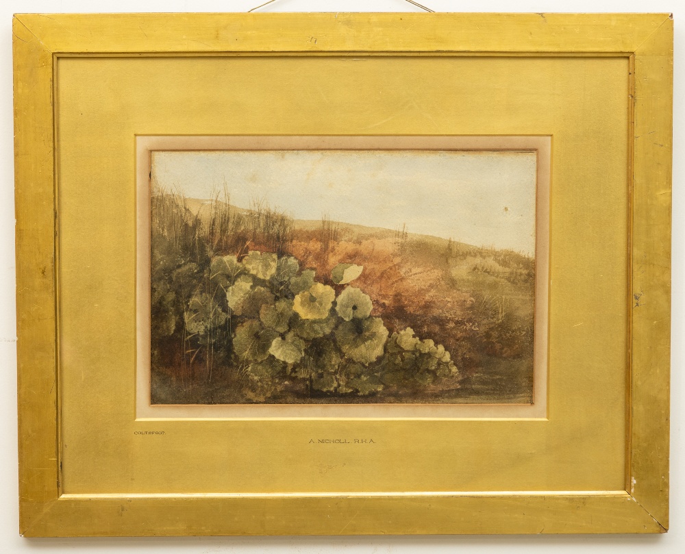 Andrew Nicholl, RHA (1804-1886) "Coltsfoot", watercolour,  landscape flora, approx. 23 x 34cms (9" x