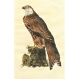 A set of three attractive large coloured Bird Prints, after J. Wolf and W. Hat, including "Milvus