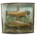 Taxidermy:  Two large stuffed and preserved brown Trout (Salmo Trutta) 7lb & 5 3/4", caught in Lough