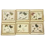 19th Century Chinese School A set of 6 attractive and colourful Arthropod Drawings on rice paper,