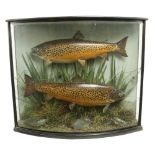 Taxidermy:  Two large stuffed and preserved brown Trout (Salmo Trutta) in bow fronted ebonised and