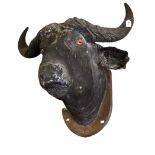 Taxidermy:  A large African Water Buffalo (Syncerus Caffer) head mount on shield shaped oak panel,