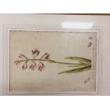 After Edwards & Darling - mostly 18th Century A set of 16 Botanical coloured Etchings, framed,