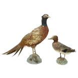 Taxidermy: A Cock Pheasant and a Mallard Duck. (1)