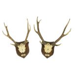 Two pairs of mounted Stag Antlers, each on a shield shaped panel and inscribed Ghenart L.J.A.